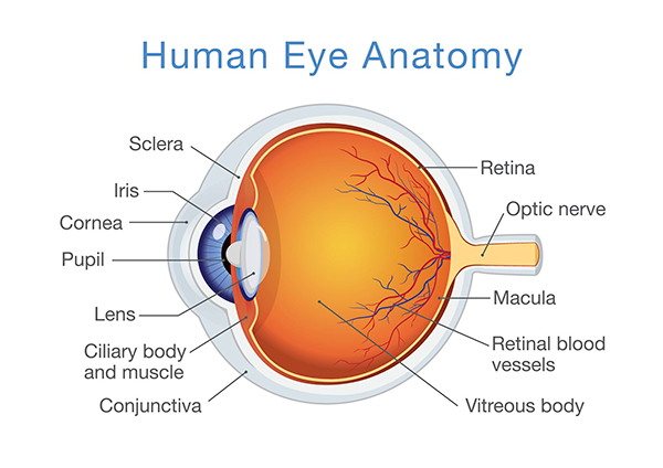 glaucoma eye diagram
